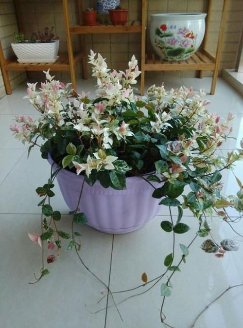  #绿萝#室内养盆花，比绿萝还好养，花叶具美“观彩霞”，黄叶也不怕