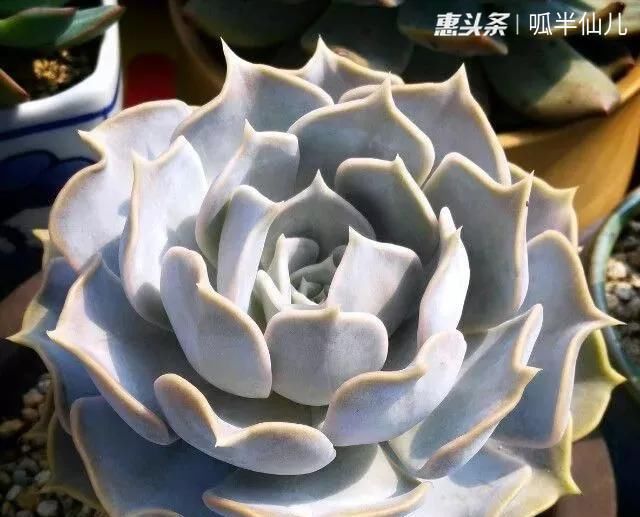  #上名#傻傻分不清的多肉，就看它这儿，一眼就能叫上名！