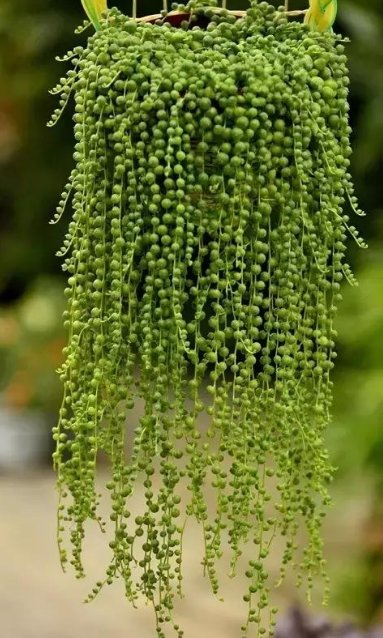  『光照』喜欢养菊花，不如养护7种多肉植物，往阳台上一放就能爆盆