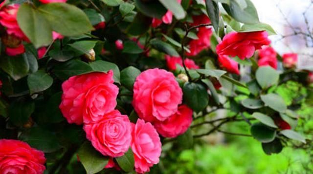  「新枝」四月茶花抽新枝，这时最不能换盆，很容易影响整年花期