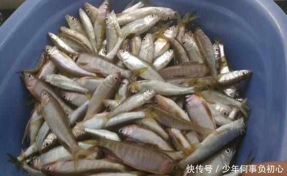 小时|最近家门口的溪流里面马口鱼泛滥,三个小时就钓了一盆子!