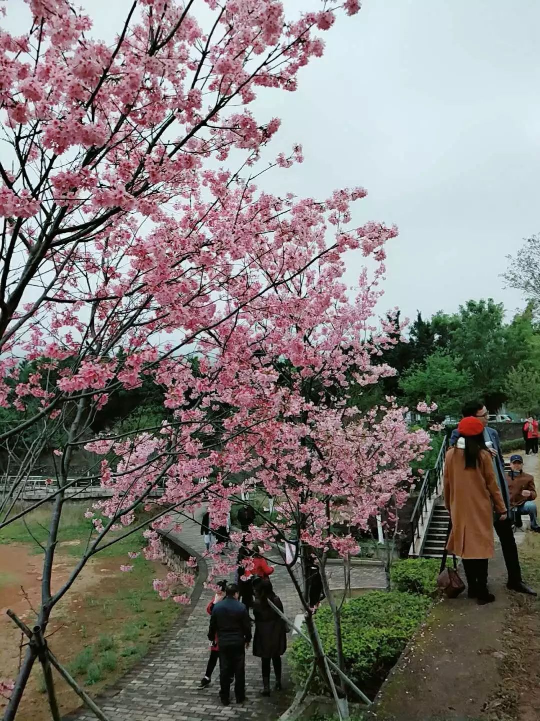 韶关:樱花引来万千客,鹦鹉飞落游人手!