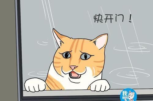  「挨骂」猫咪挨骂后离家出走，谁知外面竟下起雨，主人隔着玻璃笑出声