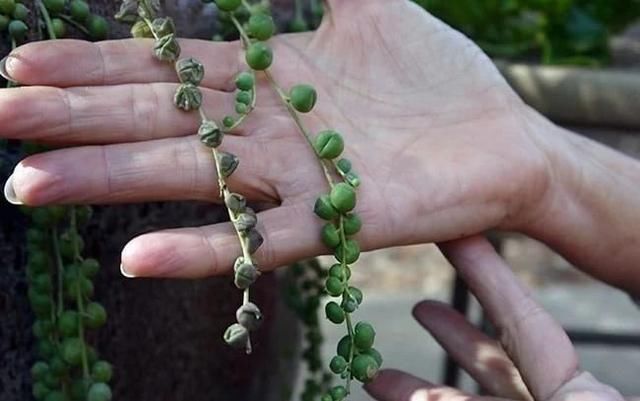  盆土：吊盆养的珍珠吊兰快要挂了，叶子发黄，枝条干枯，要怎么挽救？