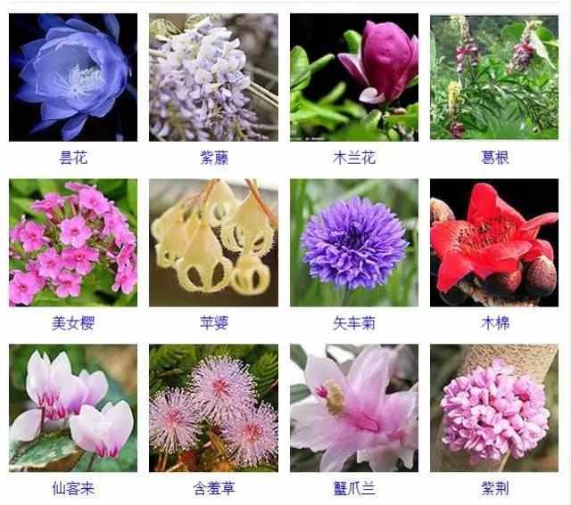  【品种】400种 · 观花植物品种大全，值得收藏