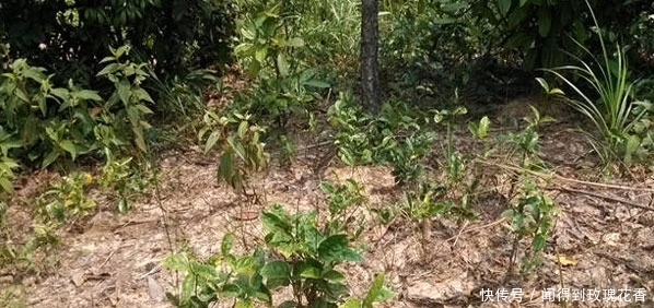 农村地里的一种东西，价格被炒得很高，大家了解吗？