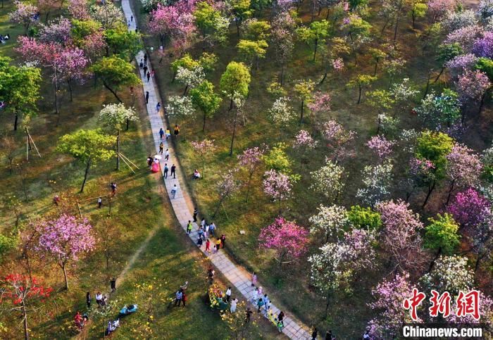  「补短」广东全力补短板 今年将建成珠三角国家森林城市群