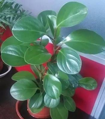  「就要」22种室内极难养死的植物，绿植就要选这些