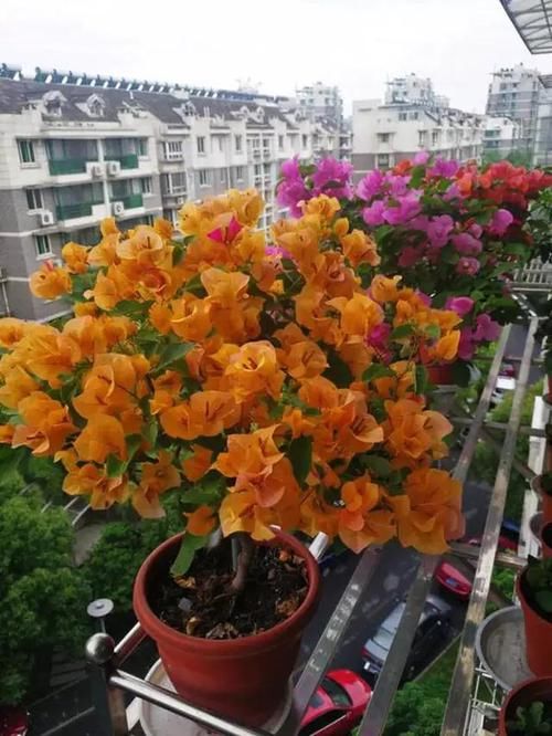  『老虎修剪』绿萝、吊兰养烦了？那就养盆它，枝条沾土就生根，一年到头都开花