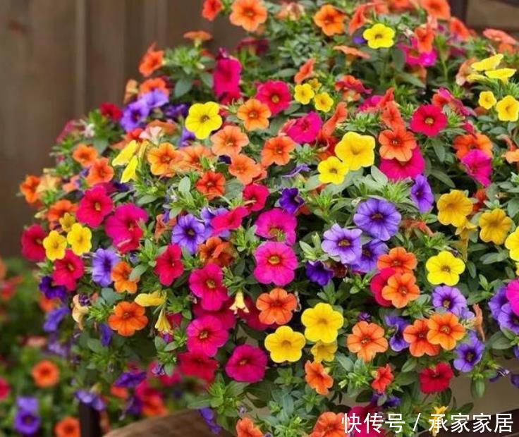  [艳丽]春天最适合养“5种花”，花色艳丽又好养，百花争艳，开成花园！