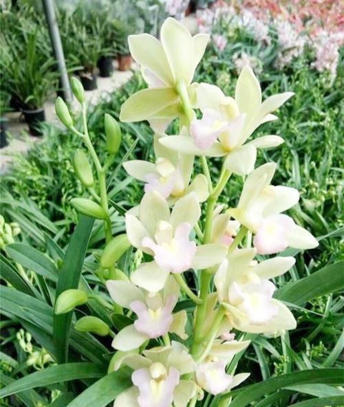  「极具」被誉为是最香的兰花品种，极具仙气，花色艳丽，比香水还香