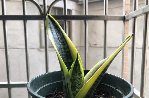 植物:家里养这些花的,最好别对它们“献殷勤”,这样才能养好花