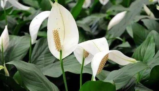  『养护』寓意一帆风顺的白掌花，好养护，易管理，养一盆心情好
