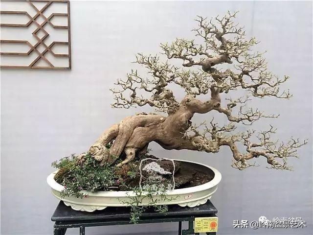  「作品」有年功的盆景，品相好，价值高！