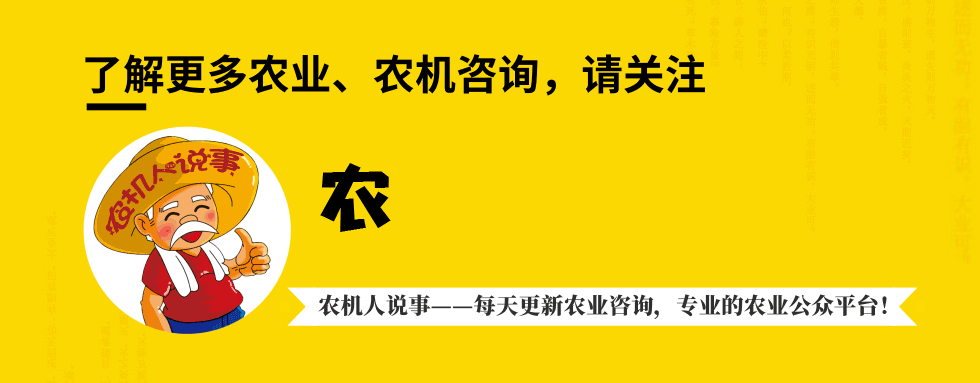 农民回乡种这种树，结的果一斤能卖上百元！很多人都种不起