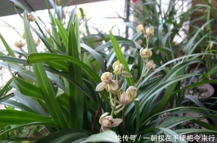 #爱爆#居家就养此款花卉,沾点水就疯长,开花勤还爱爆盆,美