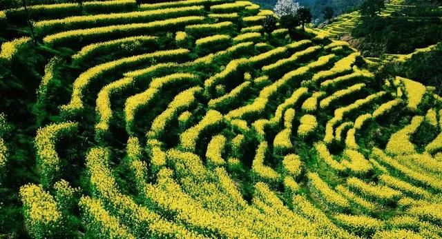 “最美乡村”的称号的婺源花开得美爆了！