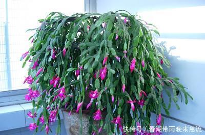  [轻松]如何养护蟹爪兰，掌握这些技巧，养护起来更加轻松