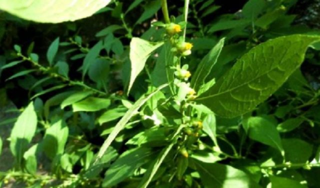  「玩物」农村这种草叫天名精，外形长得像野菊花，曾是农村娃的