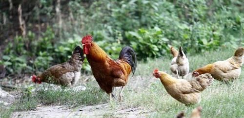  鸡粪■农村不能养鸡了？可农民养的鸡很受欢迎，怎么办？