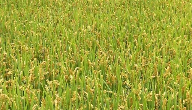  #多收#探索“稻蛭共养”模式：在水稻田里养这个 一亩多收10万元