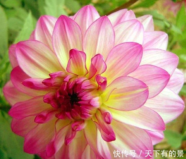  『花开旺』养花就养这几款，全年开花不停，谁见了都喜欢，花朵漂亮花开旺