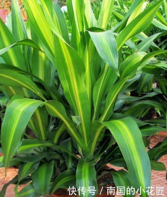  #家里#这几款小花，便宜又好养，寓意吉祥人人爱，家里养真适合