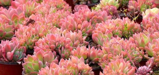  「年收入」丰县一小伙种植多浆植物，年收入达三十万！