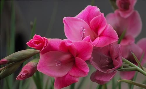  「栽培」美丽的鲜花装饰，世界四大切花，你知道是指哪些花吗？