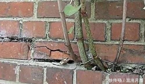『根茎』农村院子里,若发现到1种“杂草”,请及时铲除,根茎有危害