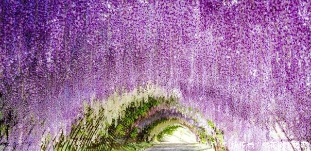  『春天』家有紫藤花，开花好幸福，春天这么养，开花一百年