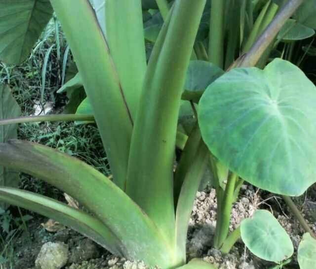  「模式」种植芋头，可以参考这几种施肥模式来施肥