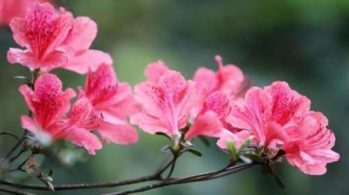 浓郁■家里必养的3种花,一年四季开花不断,花大色艳爆盆简单,美极了