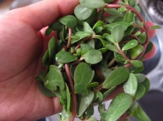 马齿苋真能祛斑?中医告诉孙女祛斑秘方，一夜睡醒肌肤嫩如豆腐脑