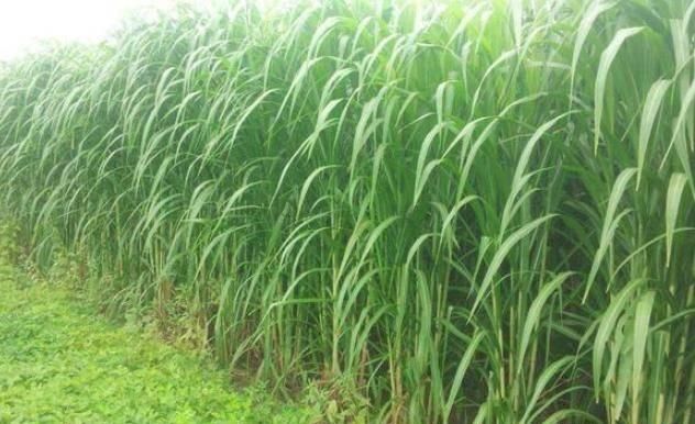  【地上】丢地上就能活，亩产可达20吨，砍掉还会继续长，农民却