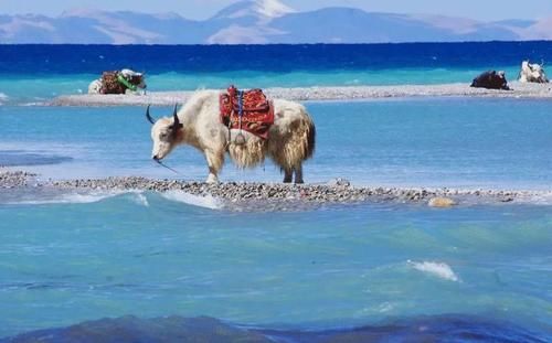 今天，西藏开始免票！对比往年延长至5个月，住宿机票大减价