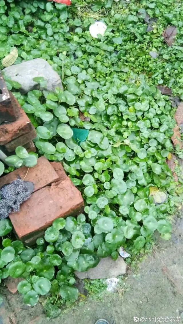  慎养■这花要慎养，每年砍掉3麻袋，照样蹭蹭长