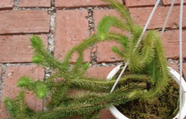  『杂草』农村4种“野草”，农民眼中的杂草，老中医却当成稀世宝，珍贵