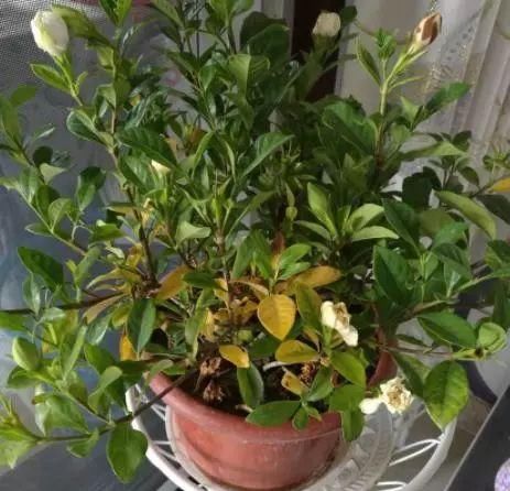  「栀子花」买回来的栀子花剪一剪，不黄叶，枝多花爆盆，香味飘满屋