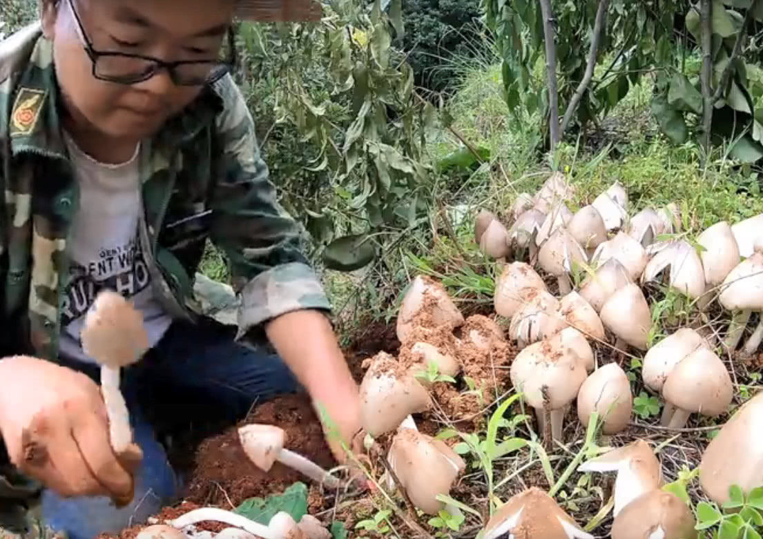  发现|云南小伙发现一个鸡枞菌窝，一口气挖了100朵，这收获可真