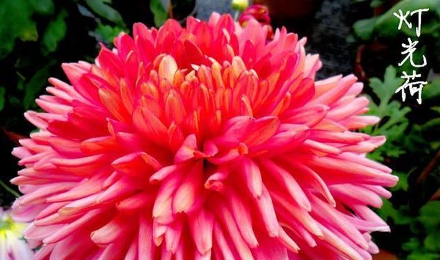  『控制』喜欢菊花，不如养盆“珍稀名菊”灯光荷，似红光荷花，美娇娘！