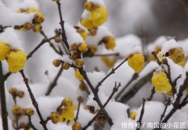  [年后]这3种“植物”适合客厅，越“老”越好看，5年后给钱都不卖！