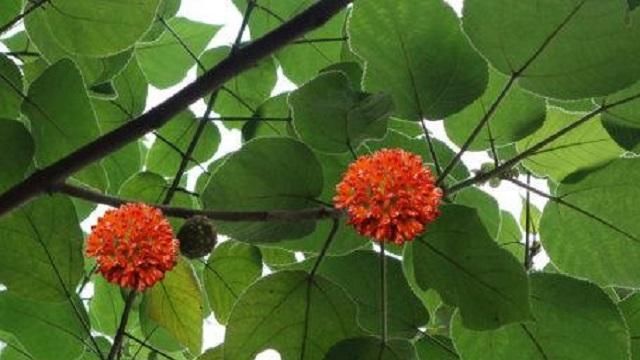  「树木」它是农村最被低估的1种树木，农民打柴都不砍它，殊不知浑身是宝