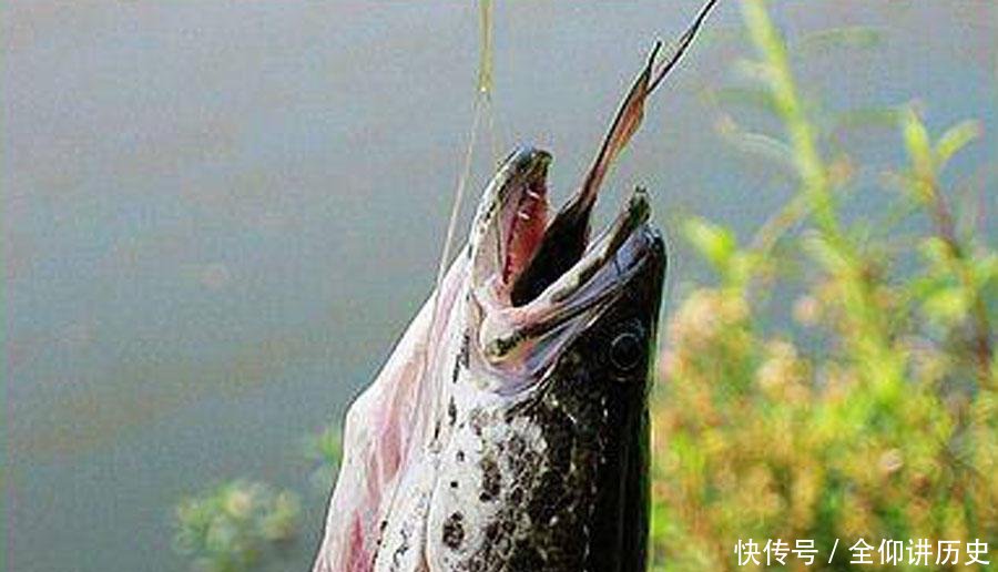 「海竿拟饵钓」户外钓黑鱼,选对钓鱼方法,不愁黑鱼不上钩