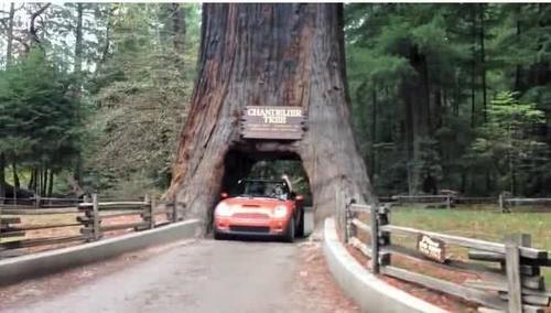 又一被人为毁灭的奇观，千年古树轰然倒塌，能不能放过大自然？