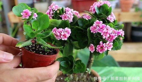  『长不好』什么淘米水、松针土都不如几颗臭丸子，土里埋几颗，养花窜满盆