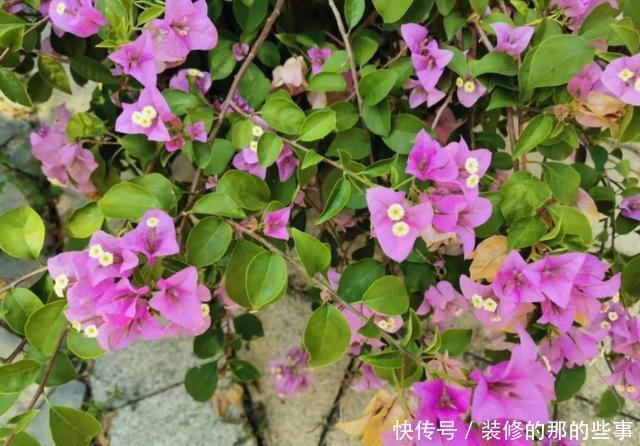 『棵三角』花市买的三角梅,春天换盆时发现塑料袋,想挽救很难了