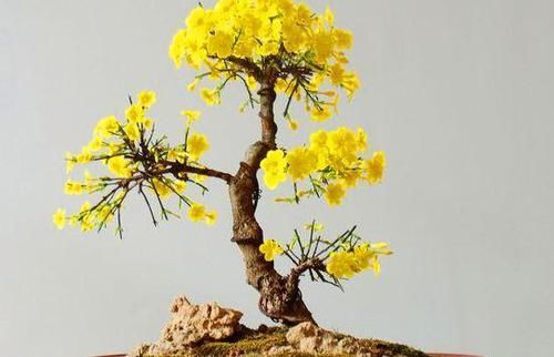  「迎春花」这3种植物开花达100天，越“老”越有价值，还能当作“传家宝”！