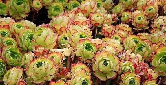 「玫瑰」山地玫瑰换盆要浇水吗?如何处理