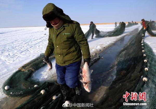 凿冰开眼踏雪寻鱼！新疆乌伦古湖冬季大拉网捕鱼场面壮观